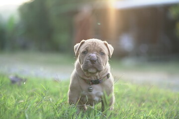 Obraz premium happy puppy pitbull in garden