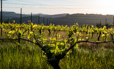New spring growth in an Oregon vineyard shows fresh leaves and sprouts on trellised wine grapes,...