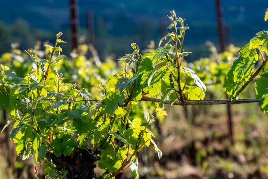A closeup of new leaves on a grapevine show detail of leaf veins in the sun, an image of new growth in an Oregon vineyard. 