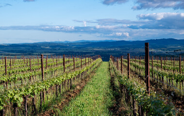 Fototapeta premium Spring growth in an Oregon vineyard shows tufts of fresh leaves along parallel rows, metal stakes and wire trellises supporing the growing vines.