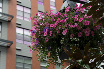 Fototapeta na wymiar Colorful petunias basket in front of new apartment building