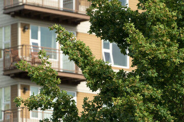 Maples in front of condo in Seattle suburb