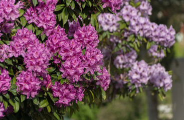 Pink and purple rhododendrons at peak of blooming season in Seattle