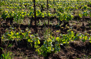 New spring growth in an Oregon vineyard shows fresh leaves and sprouts on trellised wine grapes, afternoon sun adding glow and contrast. 