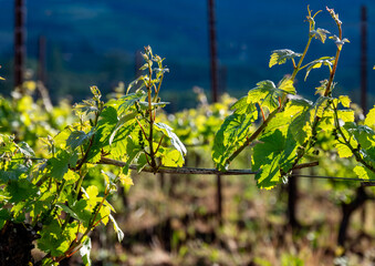 New spring growth in an Oregon vineyard shows fresh leaves and sprouts on trellised wine grapes,...