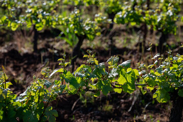 New spring growth in an Oregon vineyard shows fresh leaves and sprouts on trellised wine grapes, afternoon sun adding glow and contrast. 