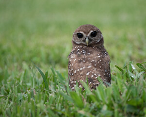 Burrowing owl with white spotted brown feathers is staring forward with unusual large black eyes while standing in green grass.