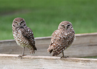 Two burrowing owls with white spotted brown feathers and yellow eyes are standing on a wooden fence...