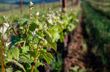 New spring growth in an Oregon vineyard shows fresh leaves and sprouts on trellised wine grapes, afternoon sun adding glow and contrast. 