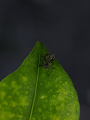 Close-up of a black insect perched on a green leaf.