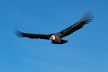Ave Condor