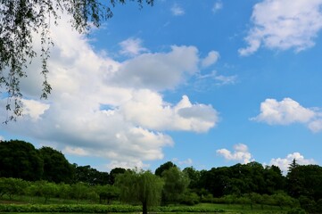 Obraz premium 爽やかな新緑 梅雨時晴れ間の青空 6月の風景 古河