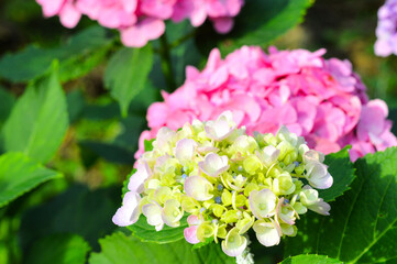 Naklejka premium アジサイ ピンク 黄色 イメージ