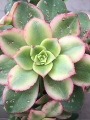 suculentas