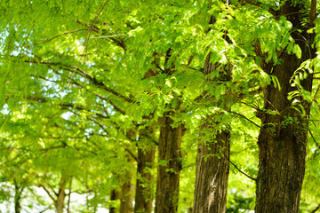 新緑　木　若葉　葉