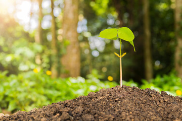 A small tree and hands are planting trees tenderly.