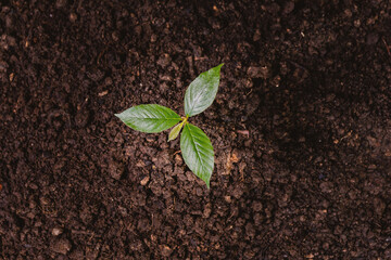 A small tree  planting trees tenderly.