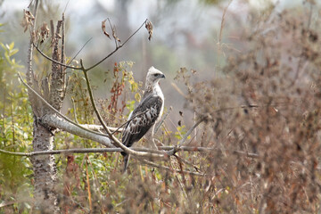 Changeable Hawk eagle