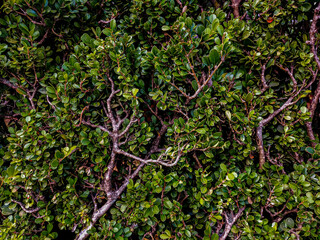 Green natural background of small leaves