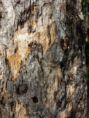 Close Up of Bark on Tree Stump. Old tree. many years old.   background or backdrop.