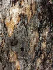 Close Up of Bark on Tree Stump. Old tree. many years old.   background or backdrop.