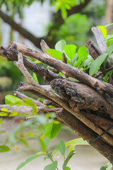 some tree trunks that have few leaves
