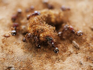 Ants are helping to carry food in unity.