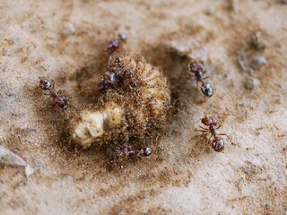 Ants are helping to carry food in unity.
