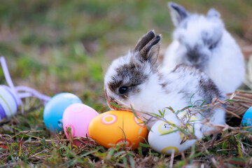 Lovely bunny fluffy baby rabbits with a basket full of colorful easter eggs in the garden. Easter...