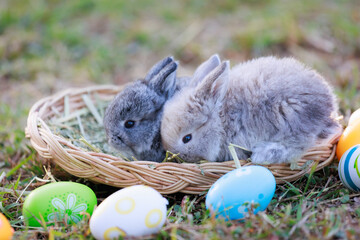 Lovely bunny fluffy baby rabbits with a basket full of colorful easter eggs in the garden. Easter...