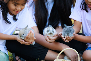 Group of asian girls friendship holding adorable bunny fluffy in hand playing with baby rabbits in...