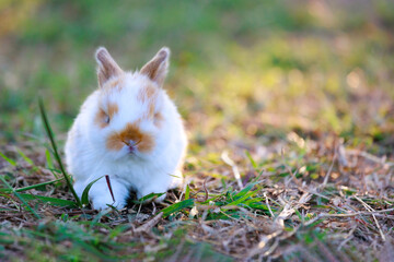 Cute little bunny holland lop sitting and playing on the meadow in the garden.