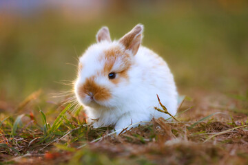 Cute little bunny holland lop sitting and playing on the meadow in the garden.