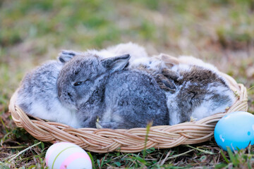 Lovely bunny fluffy baby rabbits with a basket full of colorful easter eggs in the garden. Easter...