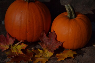 pumpkin on the leaves