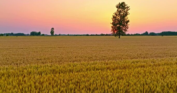 Aerial footage of ripe wheat field nature scenery in summer field. Agricultural scene at sunset. Wheat fields ready to be harvested.