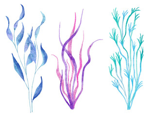 Watercolor illustration of seaweed plants in blue turquoise purple colors, ocean sea underwater wildlife animals. Nautical summer beach design, coral reef life nature, algae pink spirulina . © Marina Lahereva