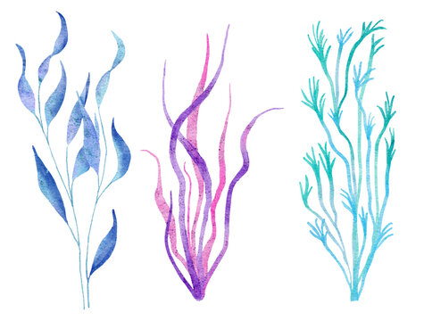 Watercolor illustration of seaweed plants in blue turquoise purple colors, ocean sea underwater wildlife animals. Nautical summer beach design, coral reef life nature, algae pink spirulina .