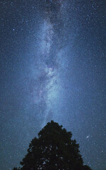 樹上に伸びる天の川