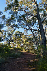 A walking trail in the Blue Mountains of Australia