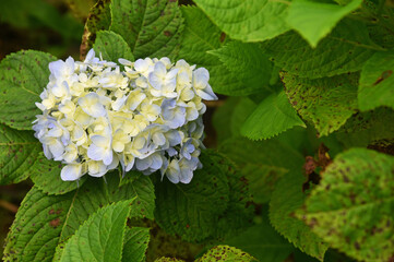 Beautiful Hortensia flower, growth fresh on the tree