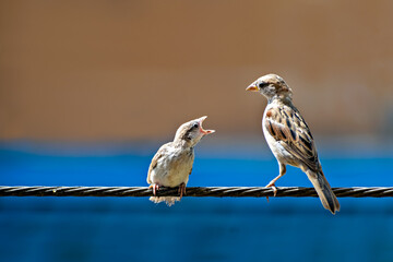 Newly born, hungry baby sparrow barely balancing on wire being fed with food from parents.