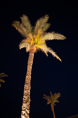  palm tree is illuminated at night