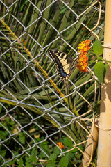 swallowtail butterfly sits on an orange flower