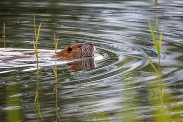 a nutria swims on a lake