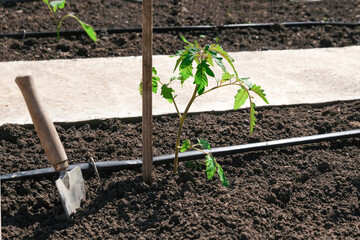 Tomato seedlings plant grown in beds with automatic watering or water dripping system in the home vegetable garden. Hose for watering and irrigation.