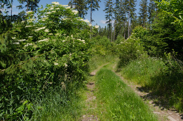 Fototapeta na wymiar A view of a shrub called elderberry. The flowers of this shrub have healing effects.