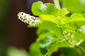Beautiful flowers in the garden