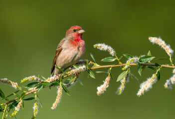 Common rosefinch ( carpodacus erythrinus ) male