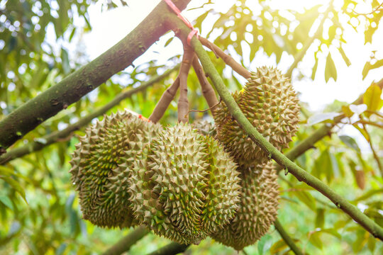 Close up fresh durians on the durian tree.
